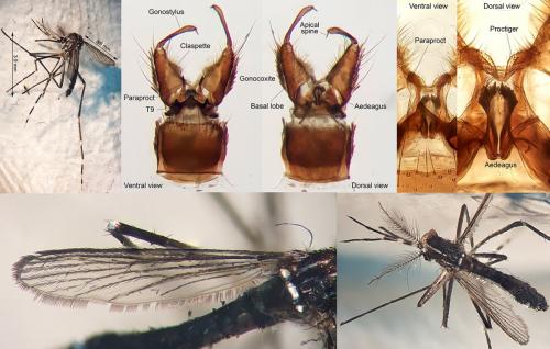 Aedes albopictus